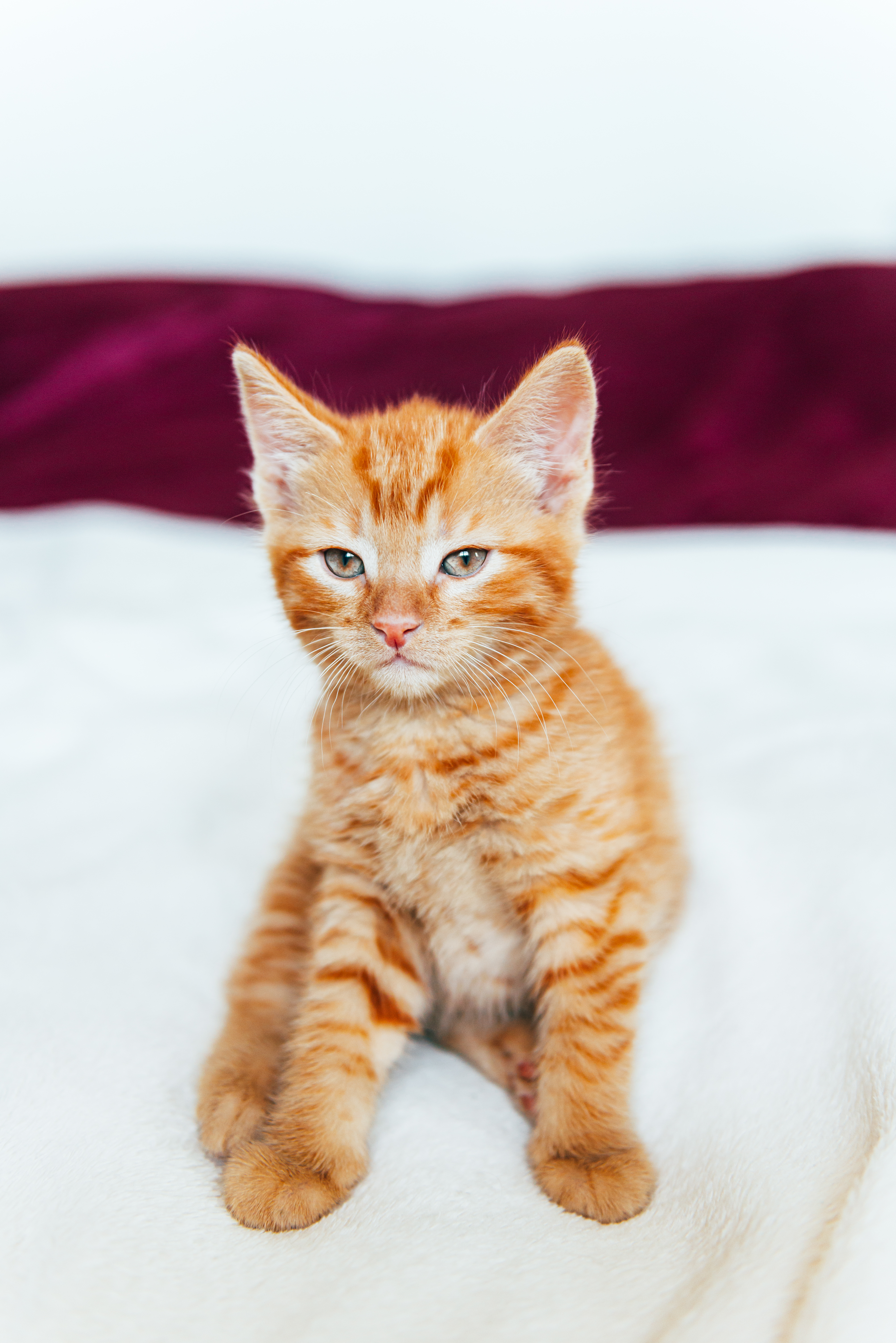 Cute ginger cat